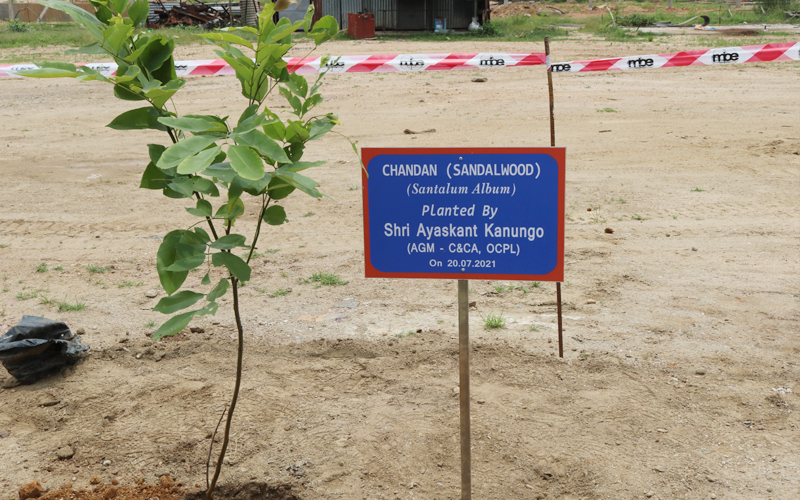 Massive Plantation drive at Manoharpur Coal Mines during the Monthly visit of CEO & AGM(C&CA) Massive Plantation drive at Manoharpur Coal Mines during the Monthly visit of CEO & AGM(C&CA)