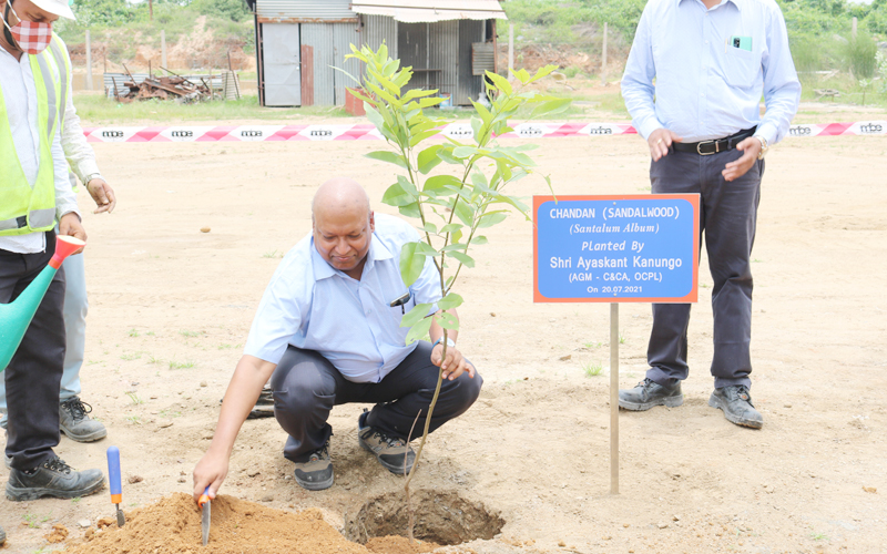 Massive Plantation drive at Manoharpur Coal Mines during the Monthly visit of CEO & AGM(C&CA) Massive Plantation drive at Manoharpur Coal Mines during the Monthly visit of CEO & AGM(C&CA)