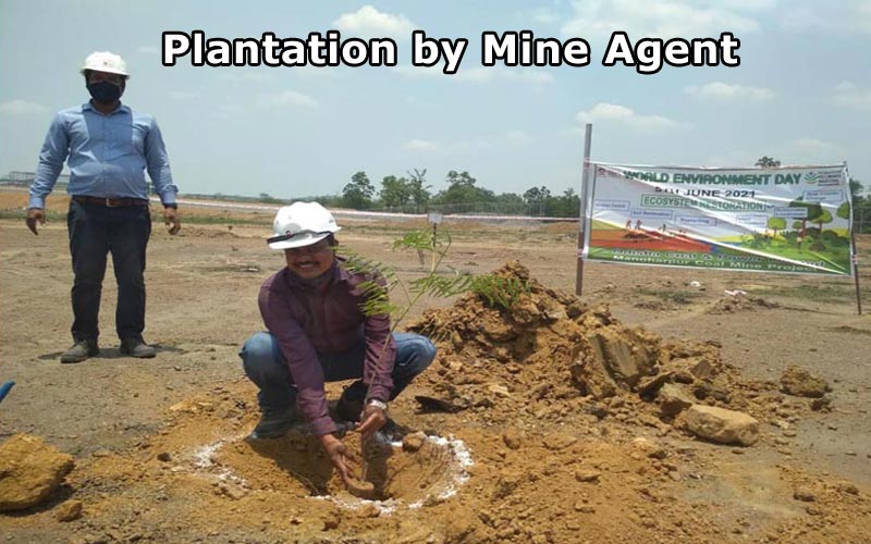 Plantation by Mine Agent Plantation by Mine Agent